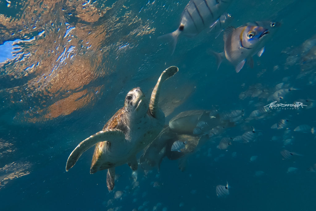 tartarugas a nadar com peixes