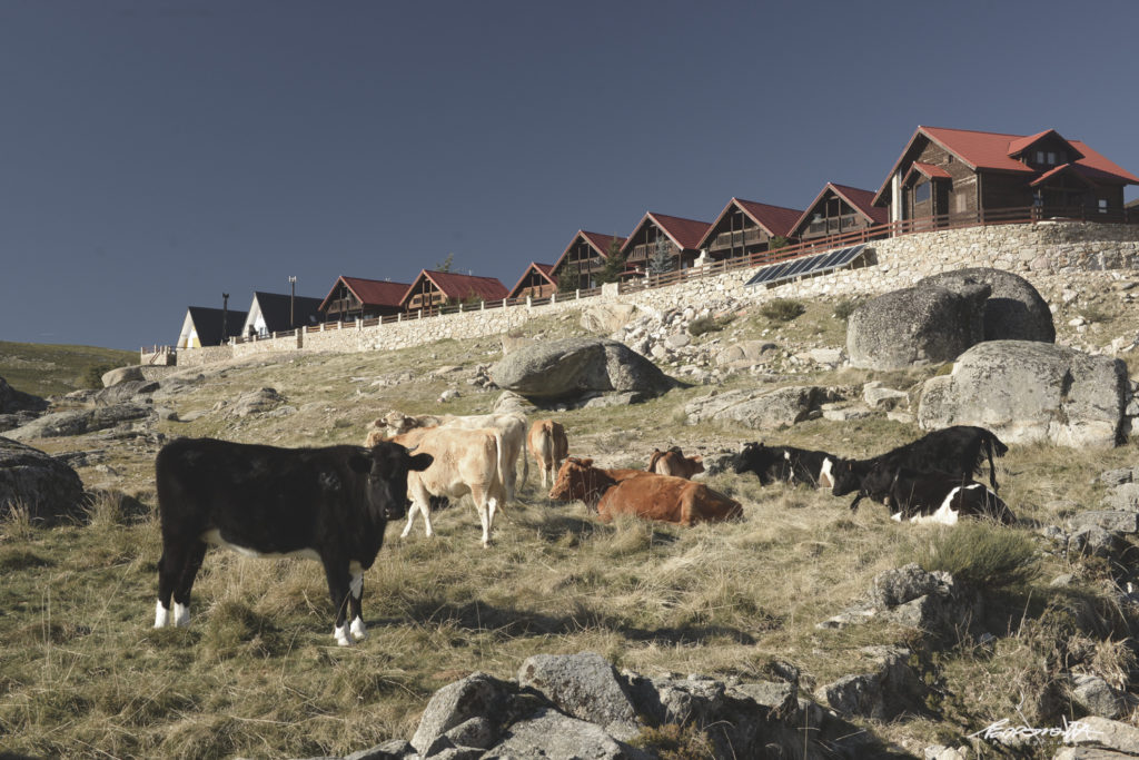 Vacas na Serra da Estrela