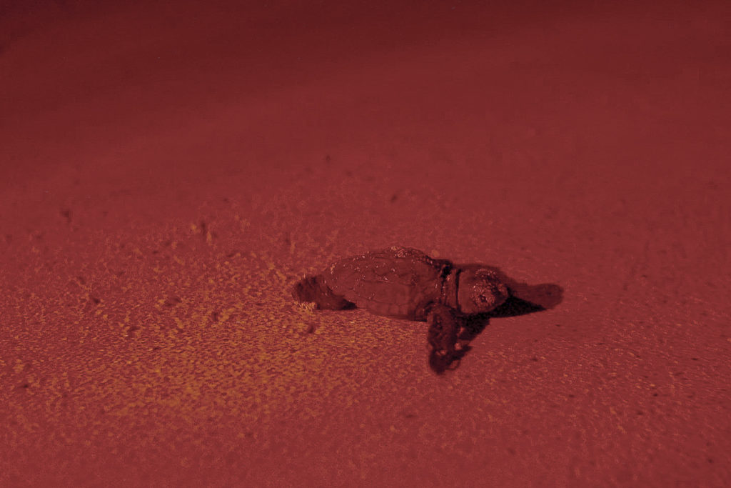 tartaruga bebé a caminho do mar
